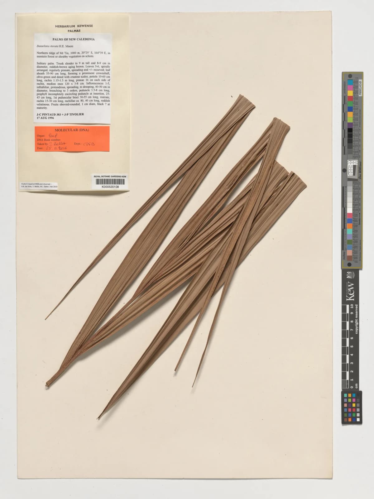 Botanical specimen of Basselinia Iterata.
