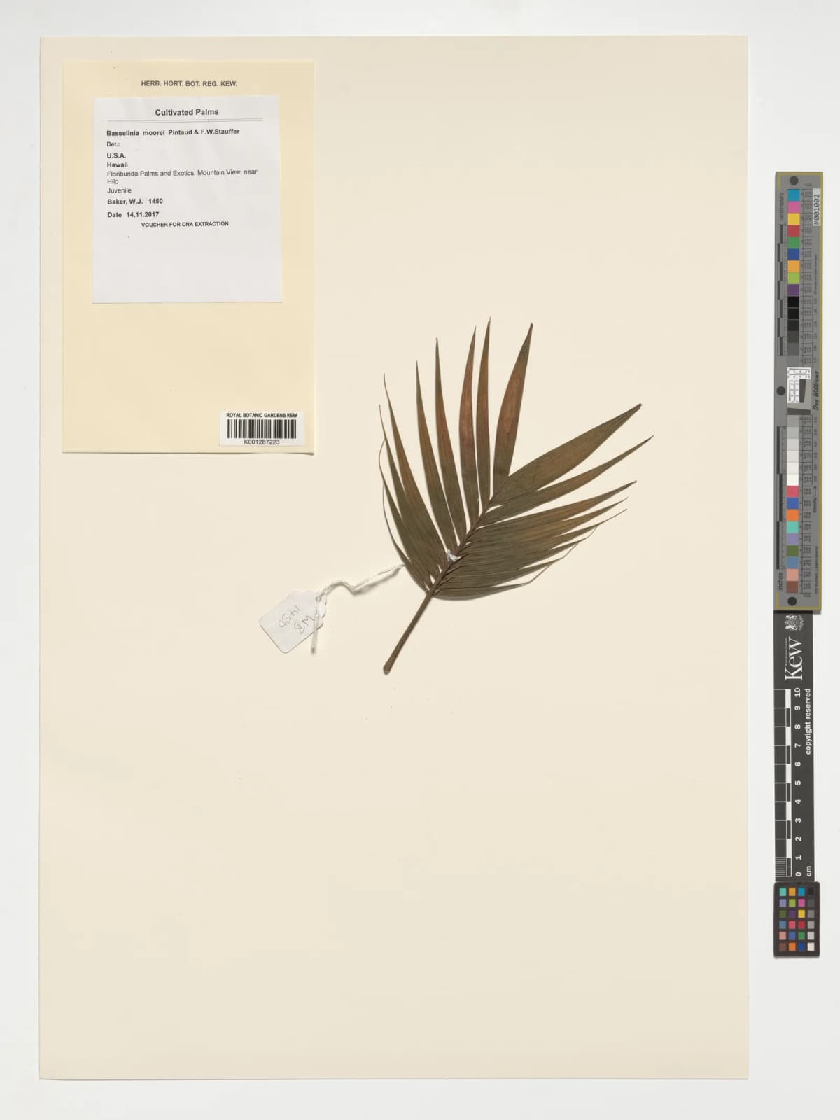 Botanical specimen of Basselinia Moorei.