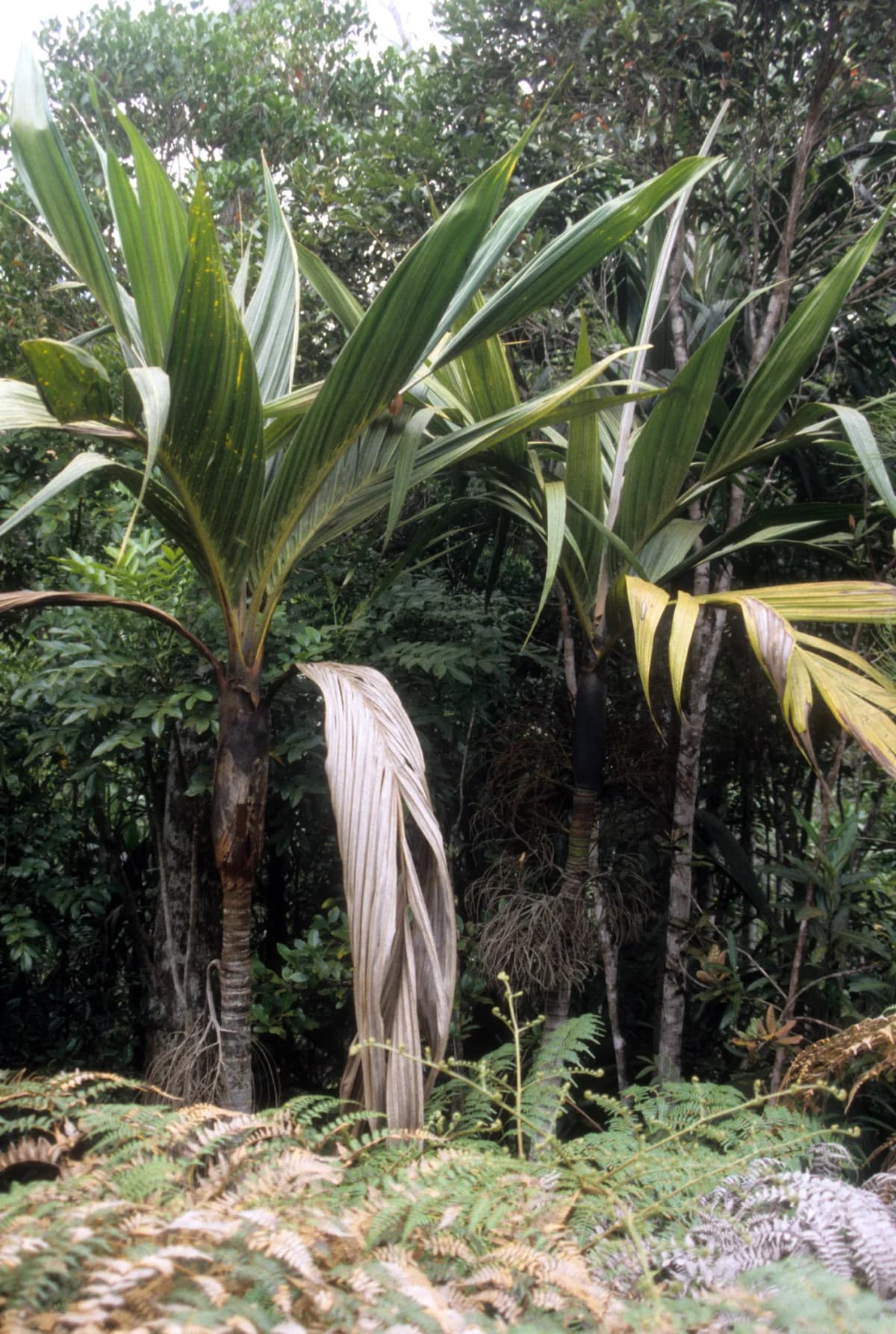 Botanical specimen of Basselinia Pancheri.