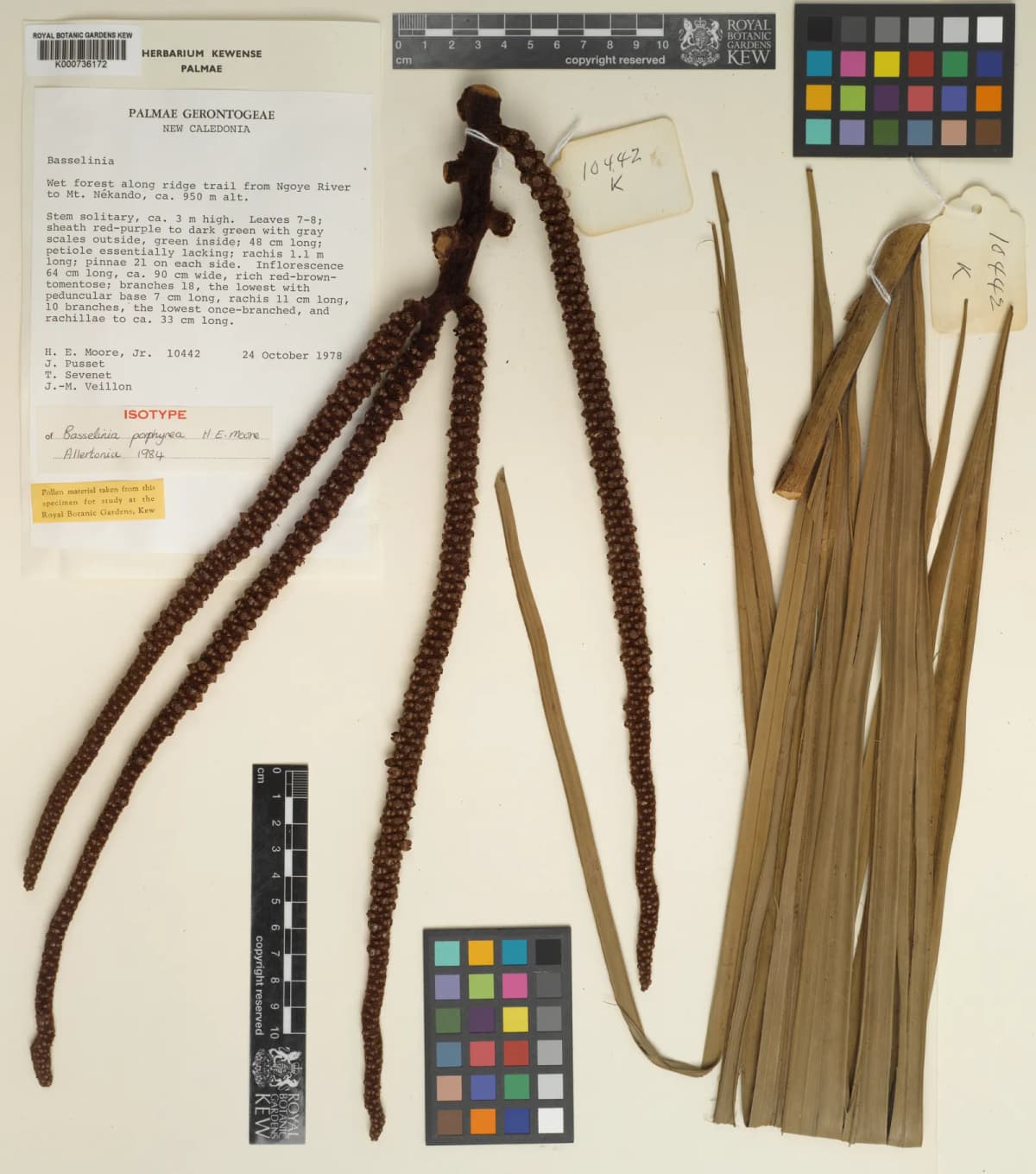 Botanical specimen of Basselinia Porphyrea.