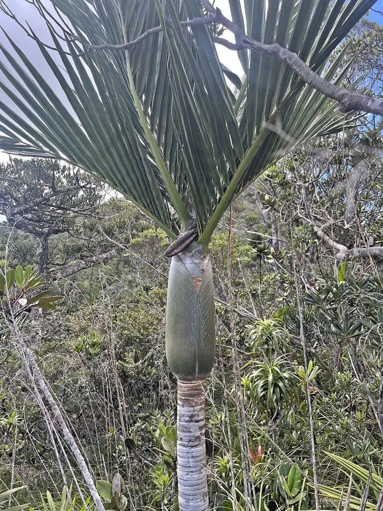 Botanical specimen of Basselinia Sordida.