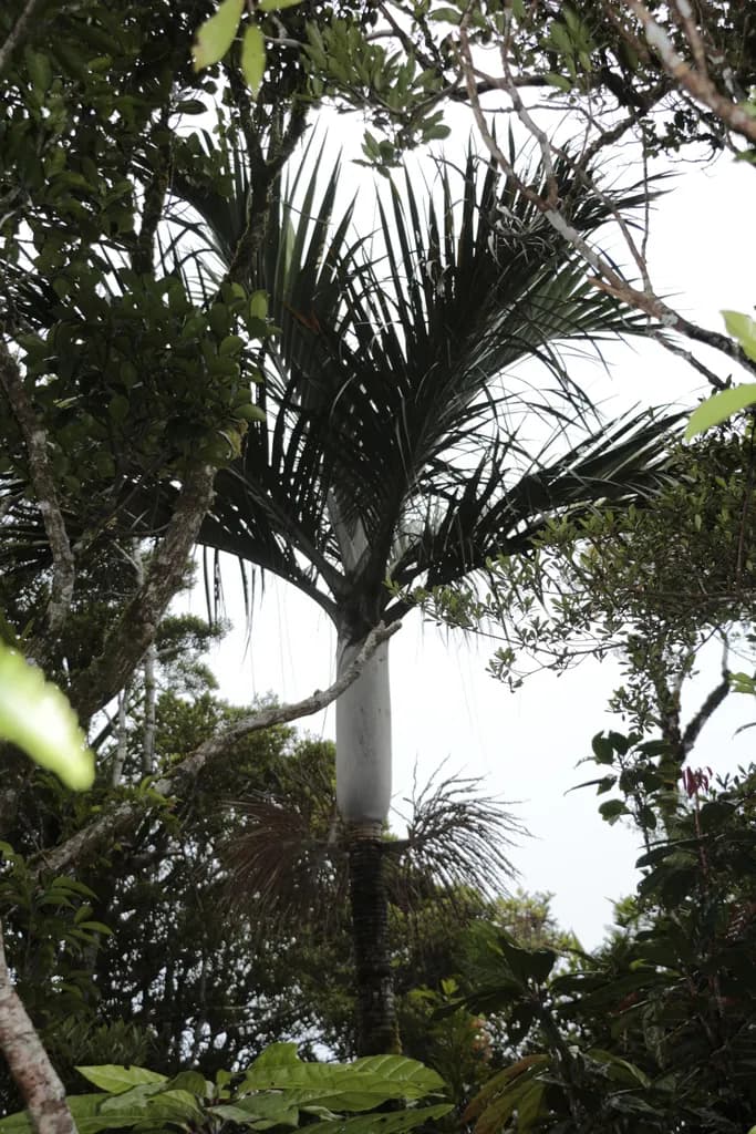 Botanical specimen of Basselinia Sordida.