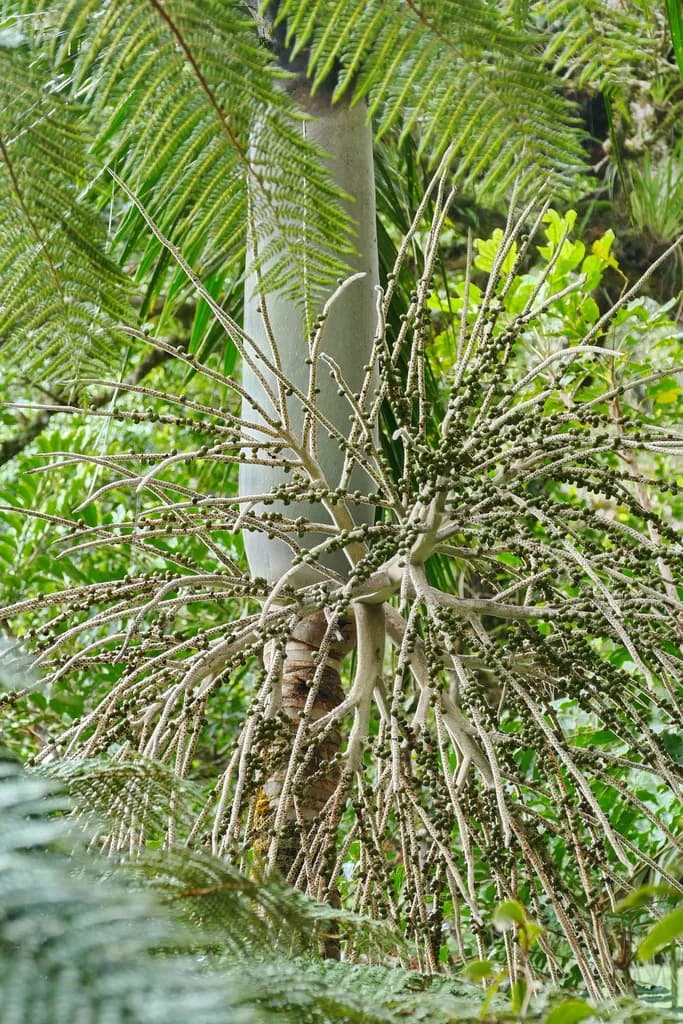 Botanical specimen of Basselinia Tomentosa.