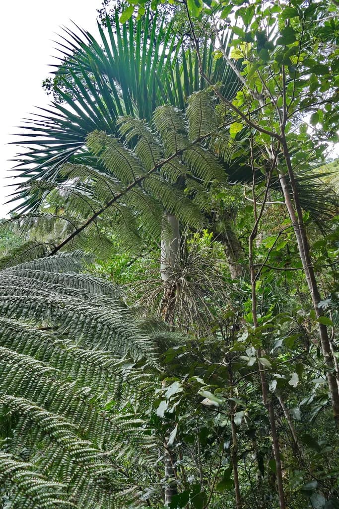 Botanical specimen of Basselinia Tomentosa.