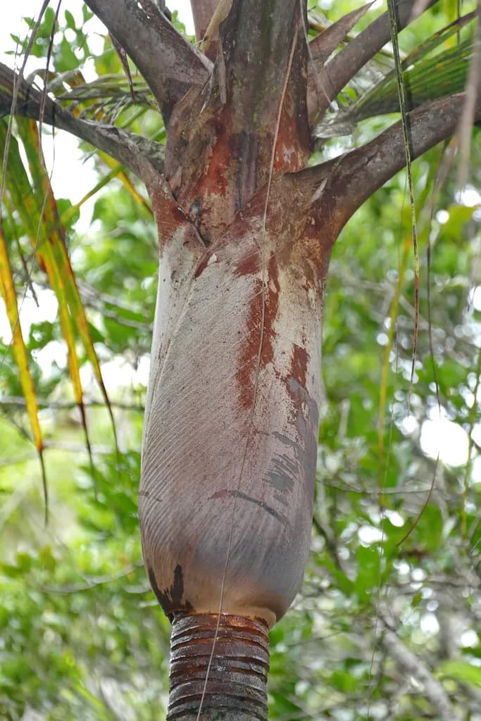 Botanical specimen of Basselinia Velutina.