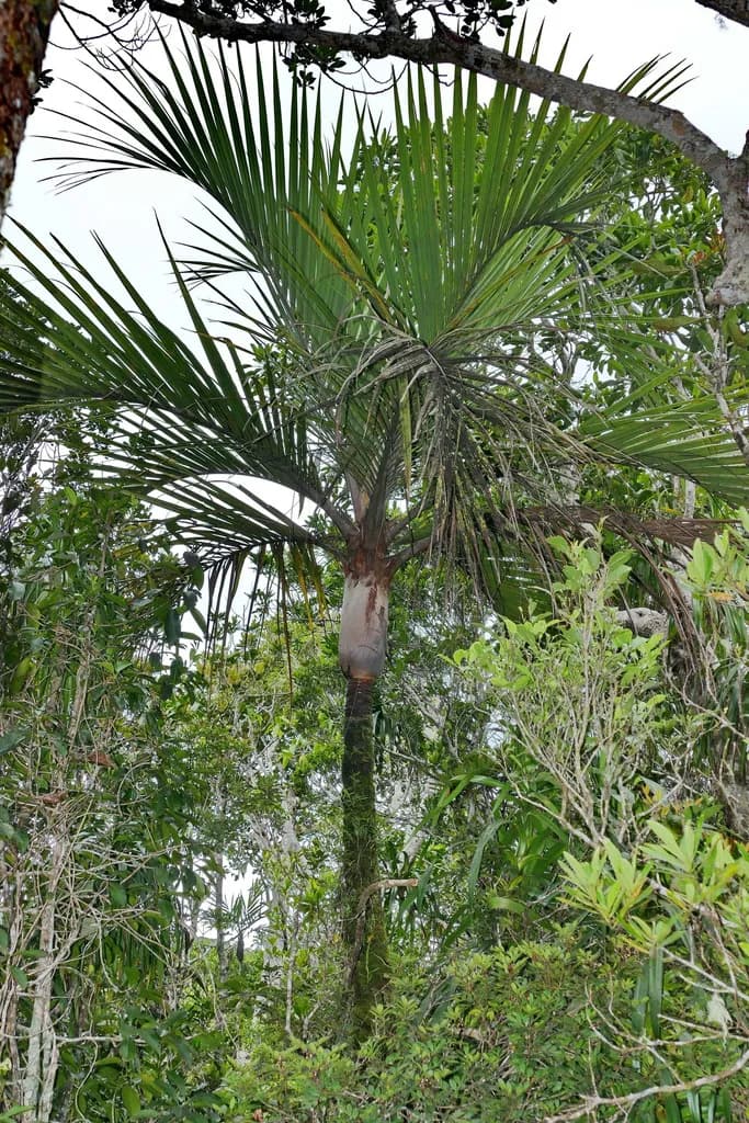Botanical specimen of Basselinia Velutina.