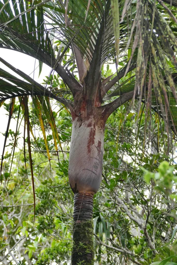 Botanical specimen of Basselinia Velutina.