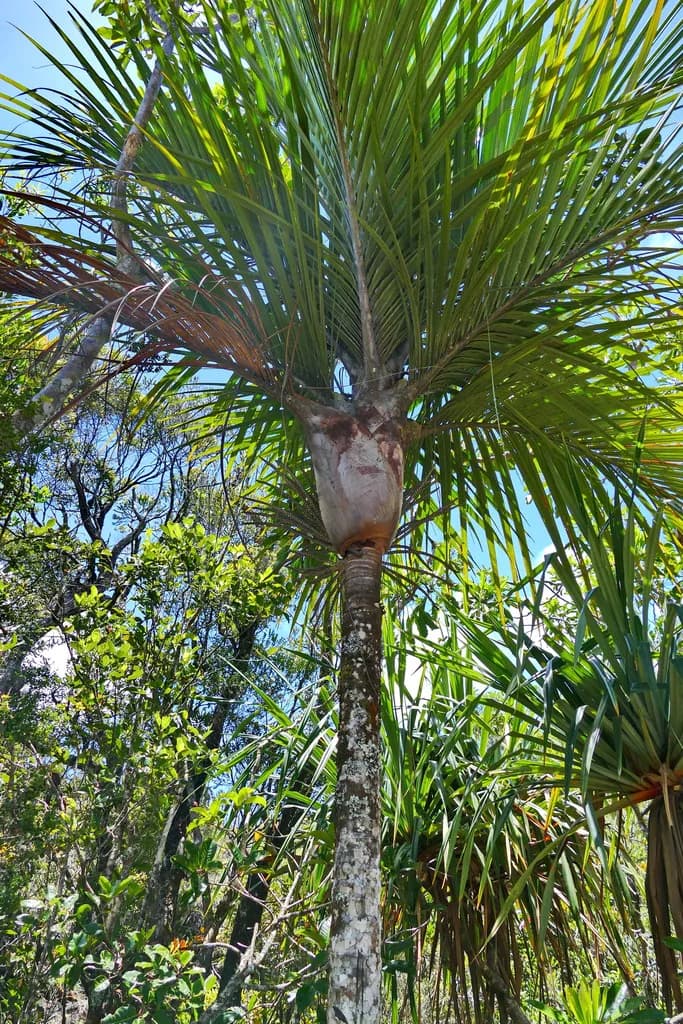 Botanical specimen of Basselinia Velutina.