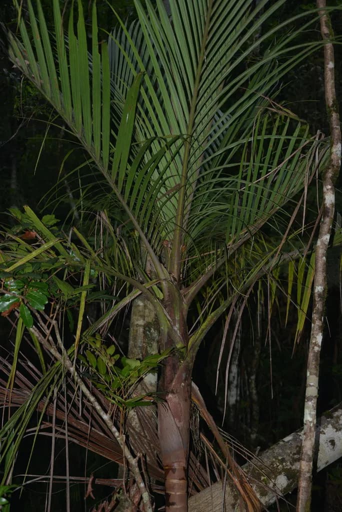 Botanical specimen of Basselinia Velutina.