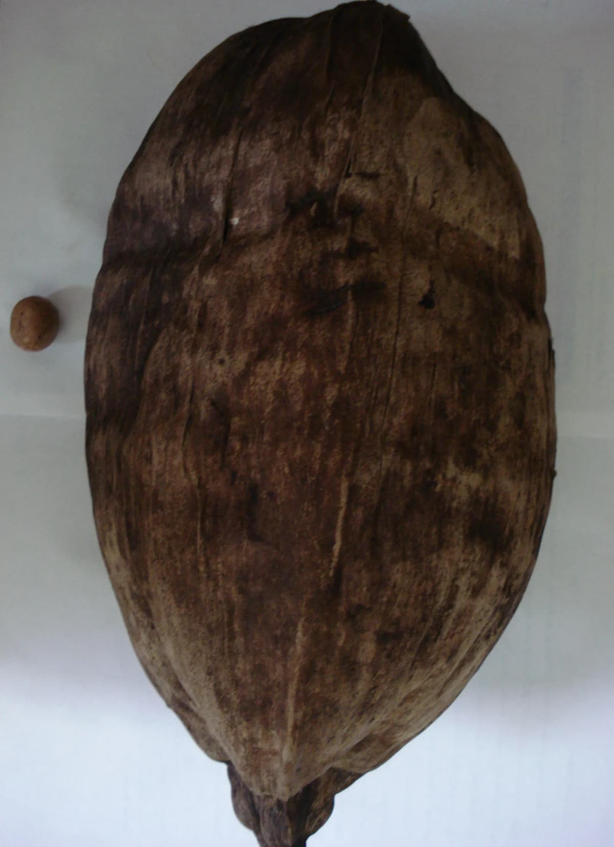 Botanical specimen of Beccariophoenix Alfredii.