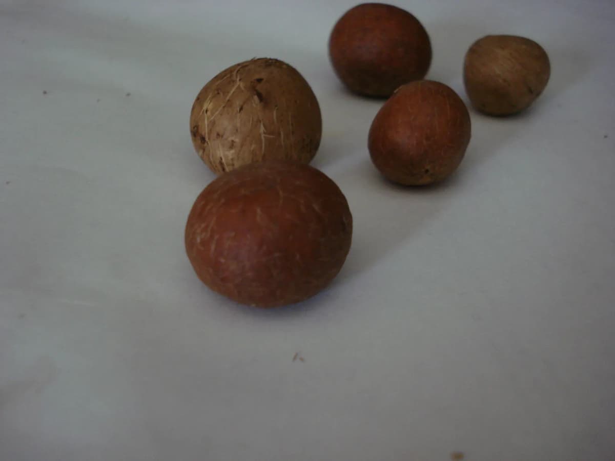 Botanical specimen of Beccariophoenix Alfredii.