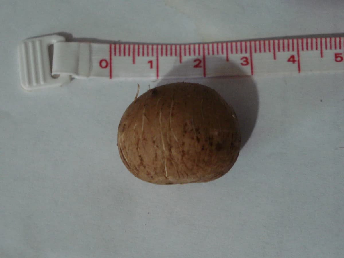 Botanical specimen of Beccariophoenix Alfredii.