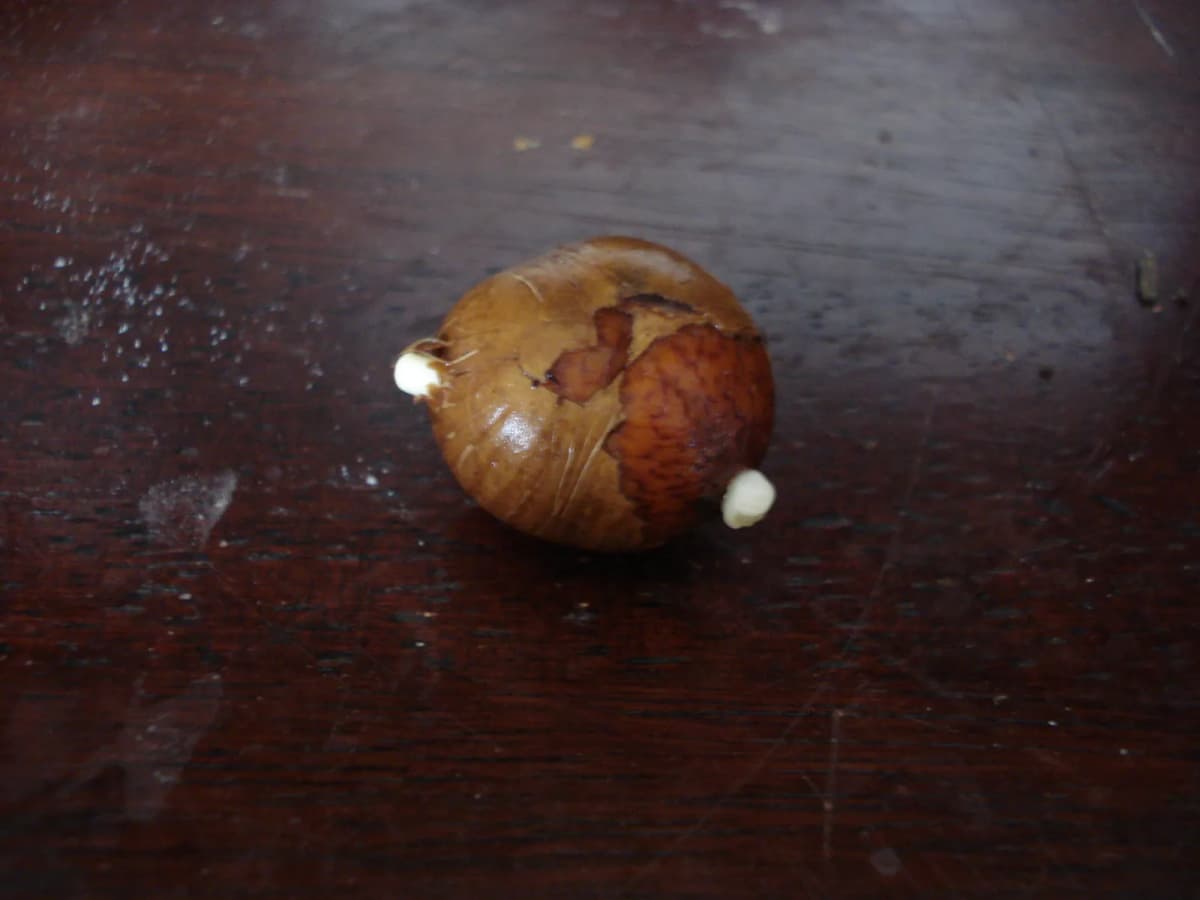 Botanical specimen of Beccariophoenix Alfredii.