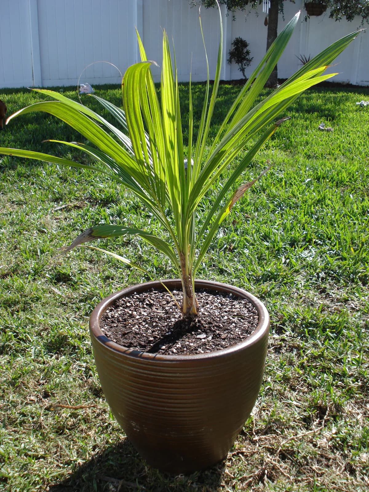 Botanical specimen of Beccariophoenix Alfredii.