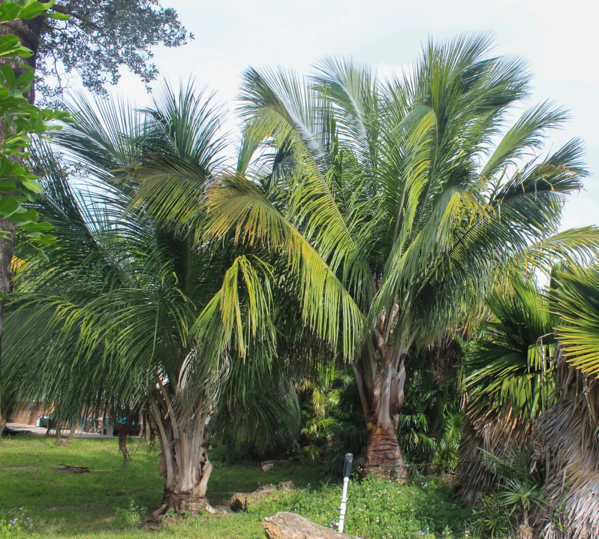 Botanical specimen of Beccariophoenix Alfredii.