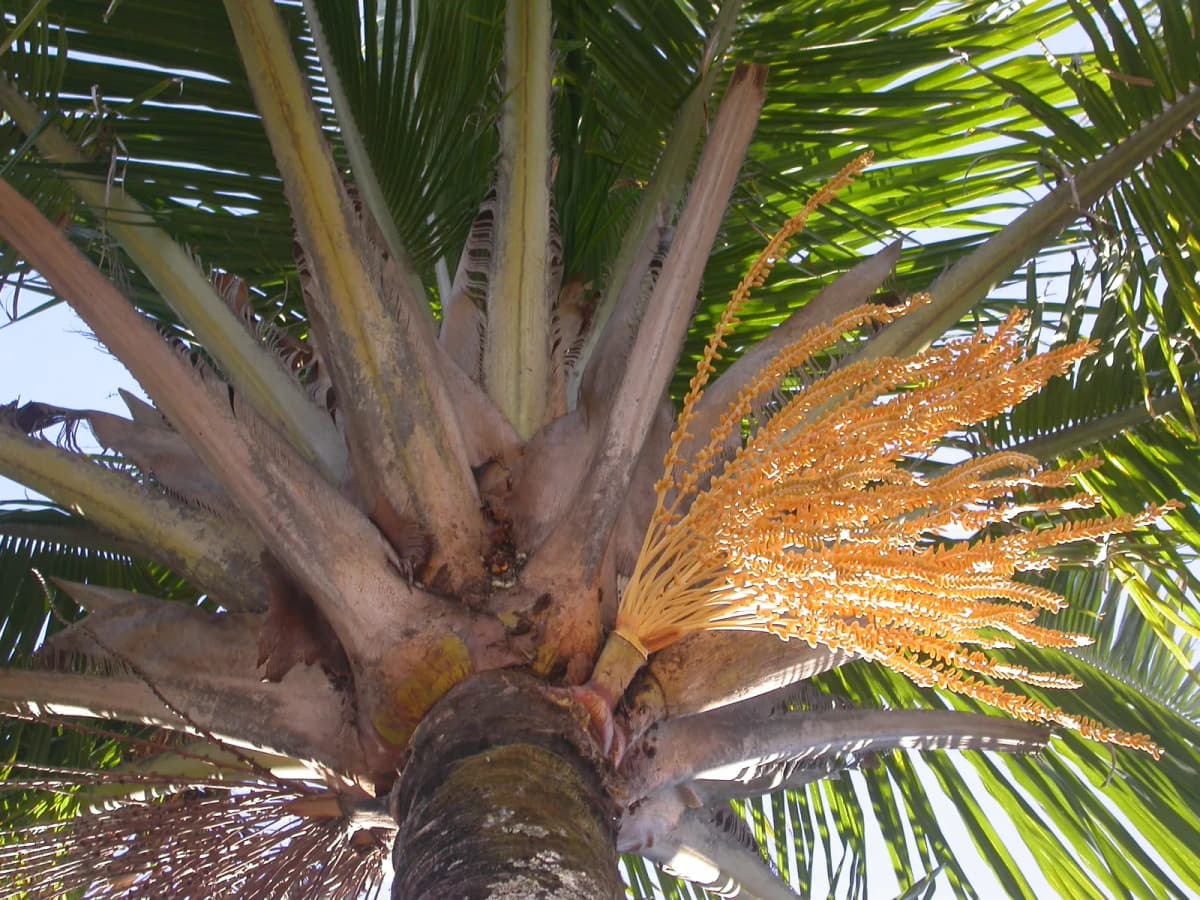 Botanical specimen of Beccariophoenix Alfredii.
