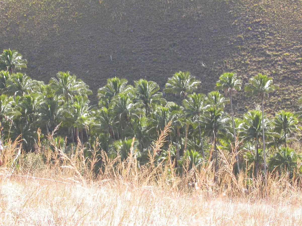 Botanical specimen of Beccariophoenix Alfredii.
