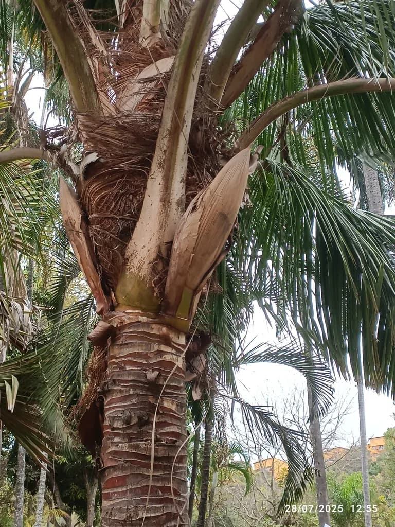 Botanical specimen of Beccariophoenix Fenestralis.