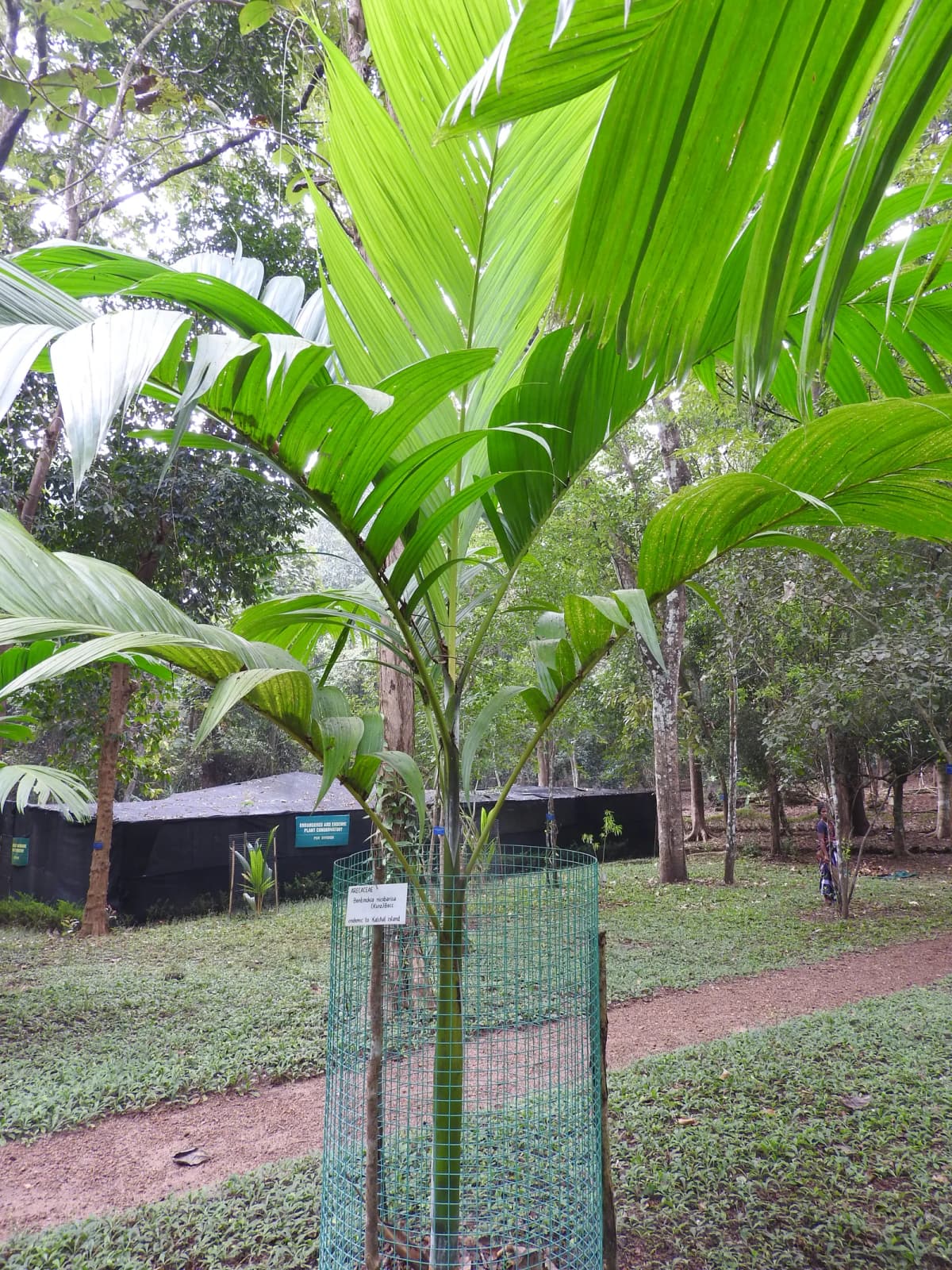 Botanical specimen of Bentinckia Nicobarica.