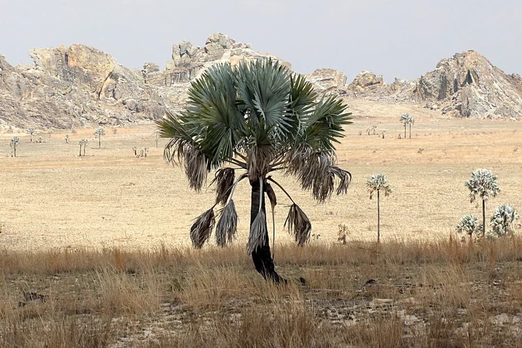 Botanical specimen of Bismarckia Nobilis.