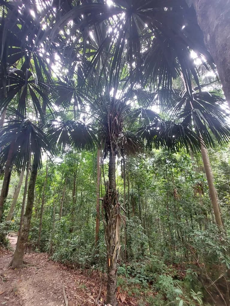 Botanical specimen of Borassodendron Borneense.