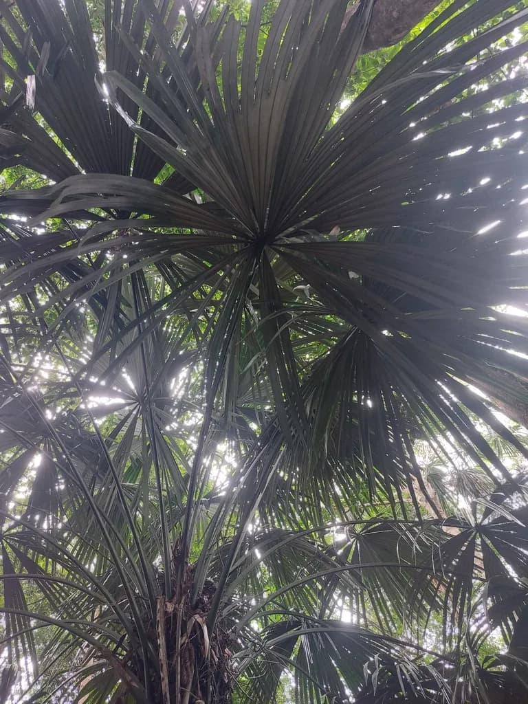 Botanical specimen of Borassodendron Borneense.