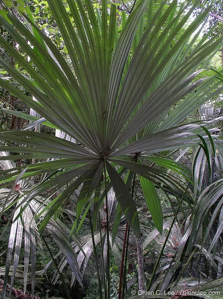 Botanical specimen of Borassodendron Borneense.