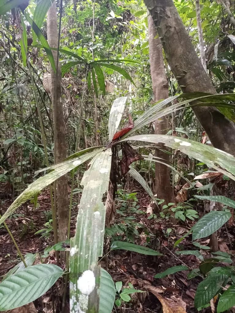 Botanical specimen of Borassodendron Borneense.