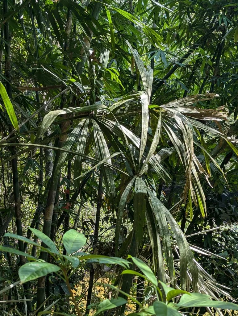 Botanical specimen of Borassodendron Machadonis.