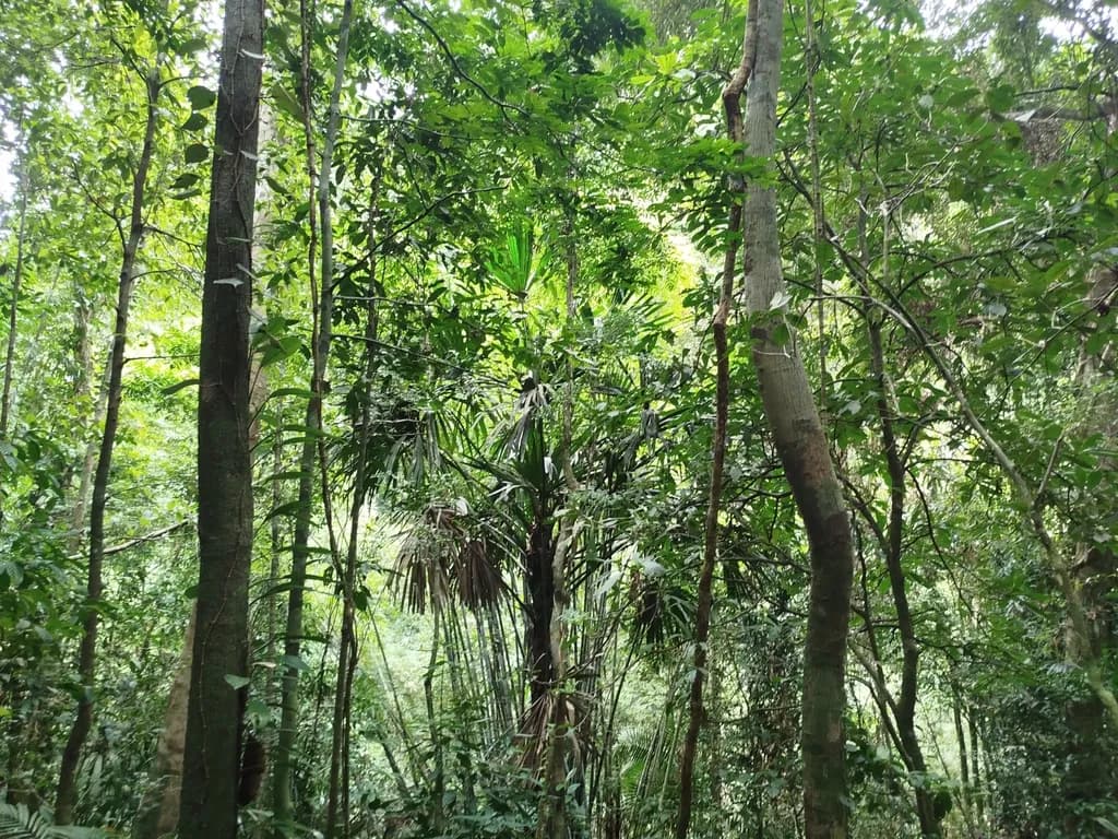 Botanical specimen of Borassodendron Machadonis.