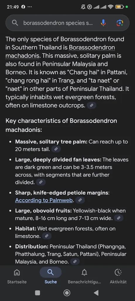 Botanical specimen of Borassodendron Machadonis.