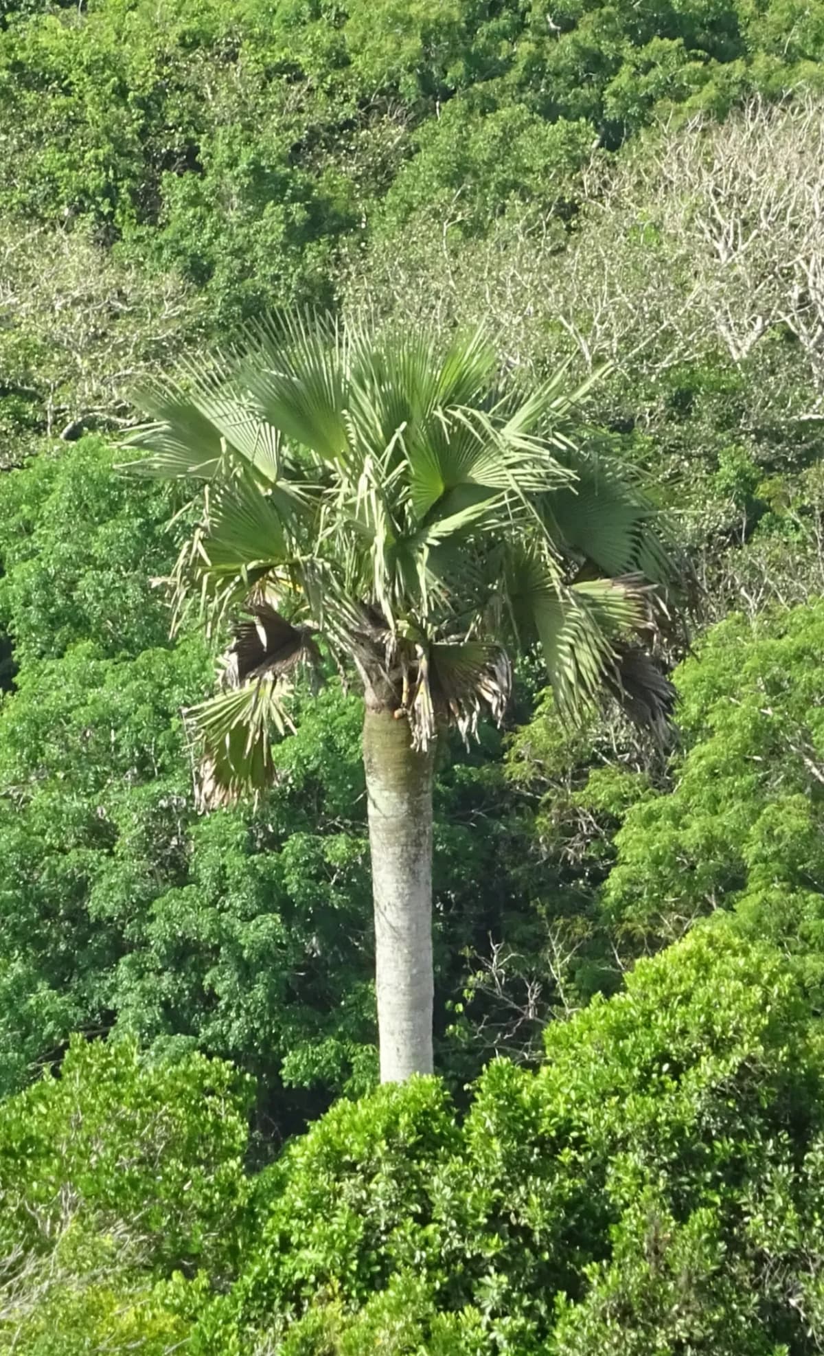 Botanical specimen of Borassus Aethiopum.