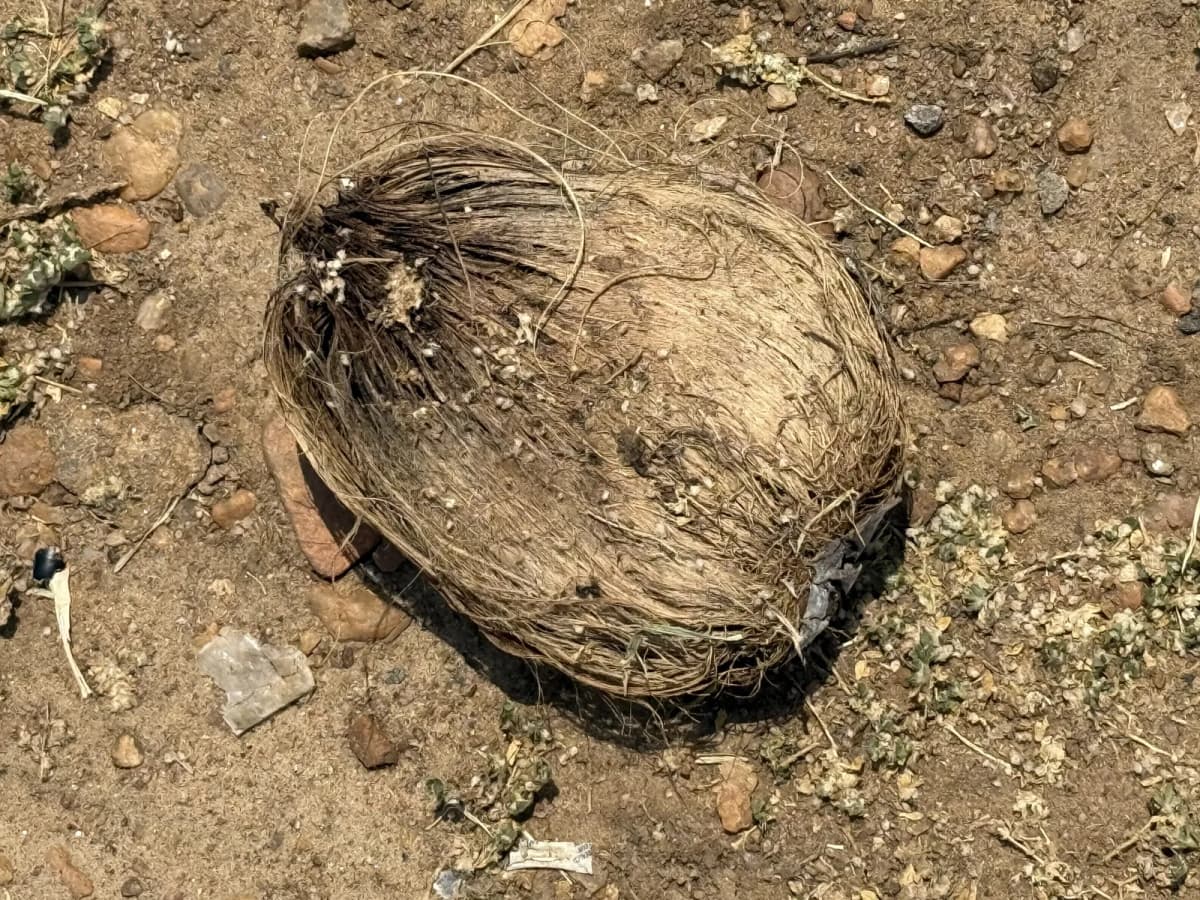 Botanical specimen of Borassus Aethiopum.