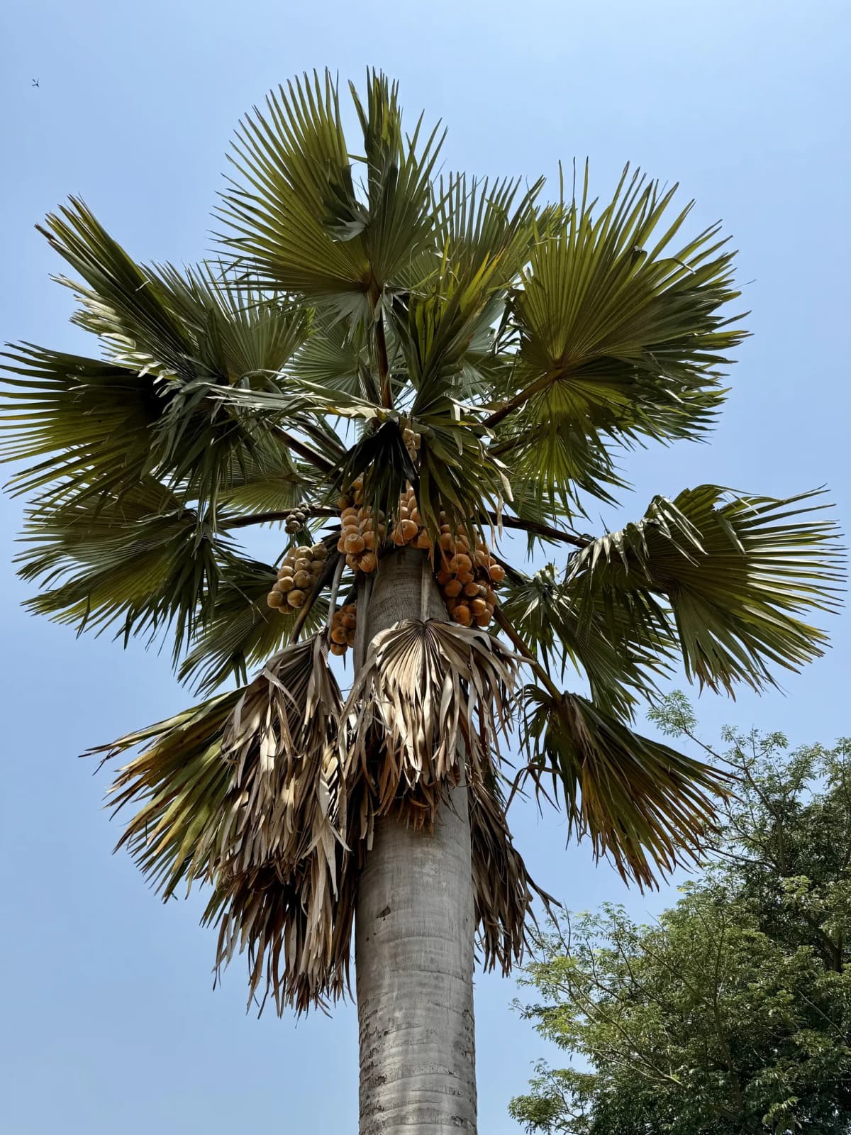 Botanical specimen of Borassus Aethiopum.