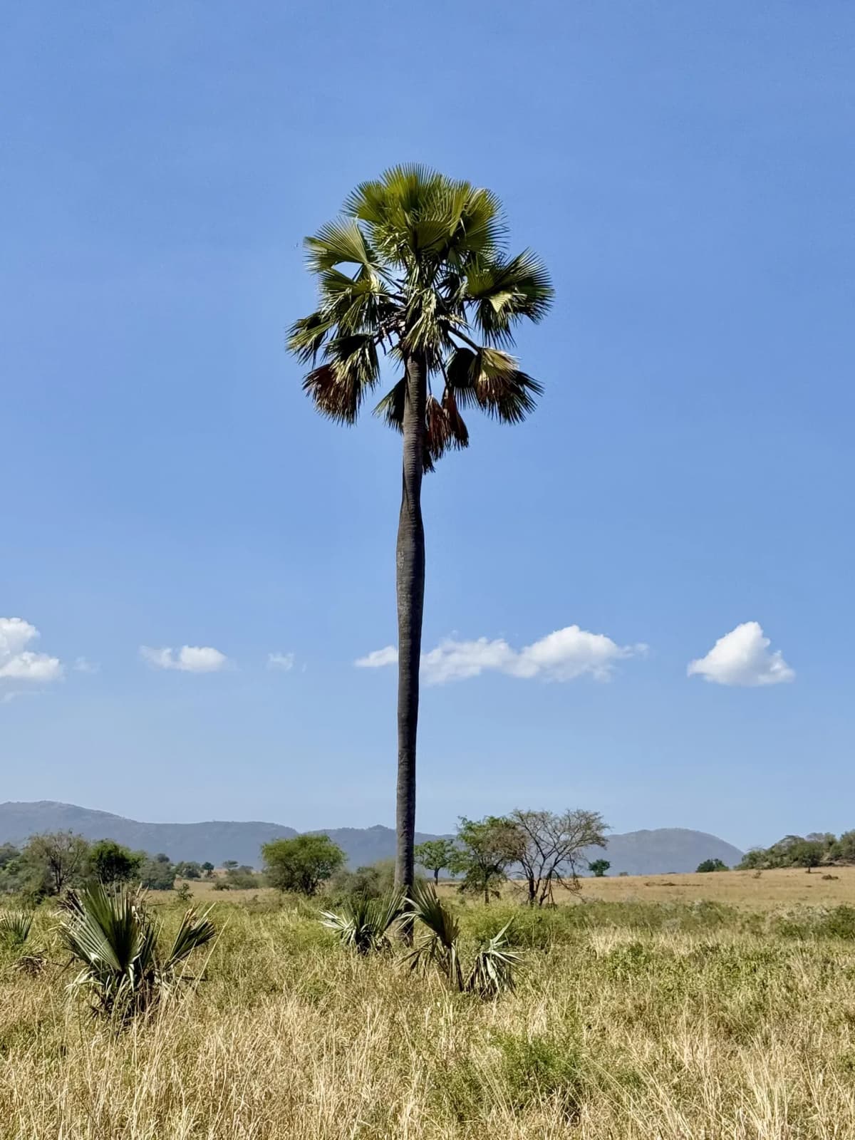 Botanical specimen of Borassus Aethiopum.