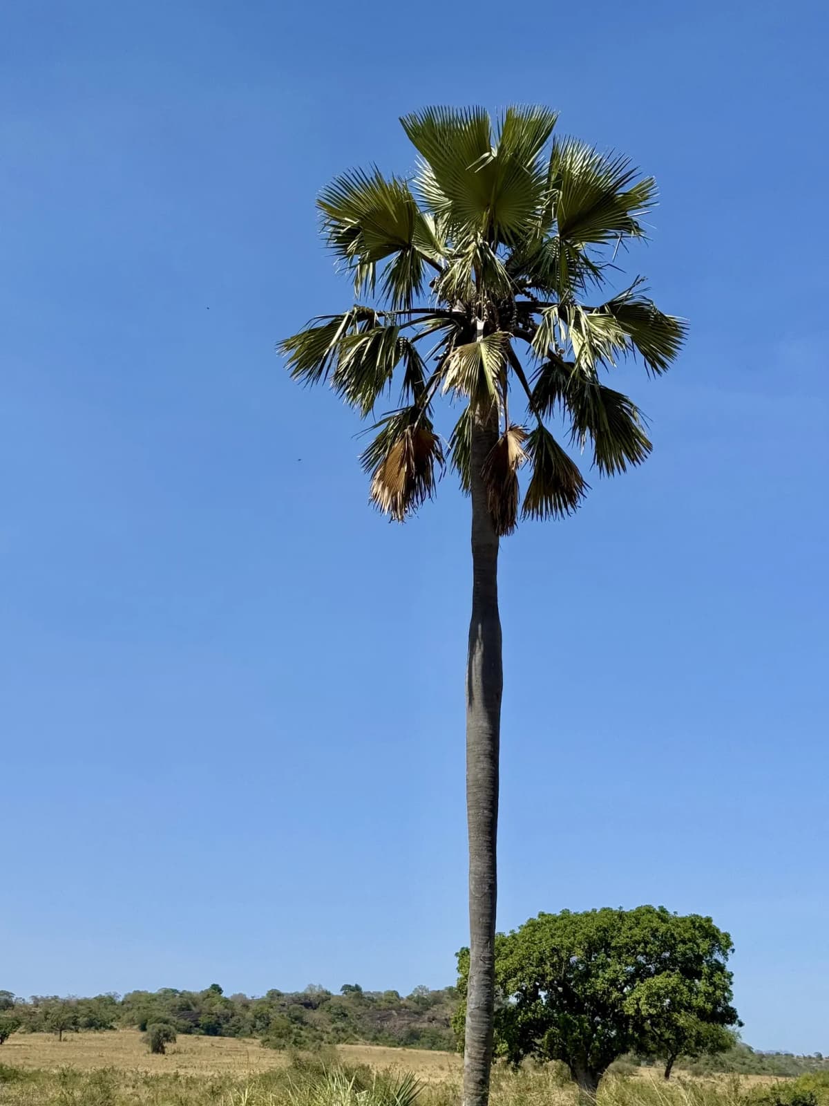 Botanical specimen of Borassus Aethiopum.