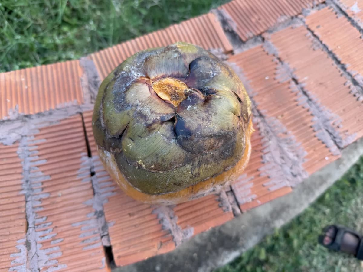 Botanical specimen of Borassus Aethiopum.