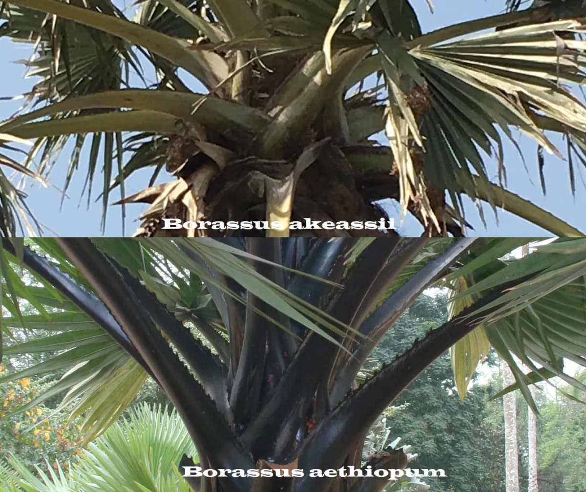 Botanical specimen of Borassus Akeassii.