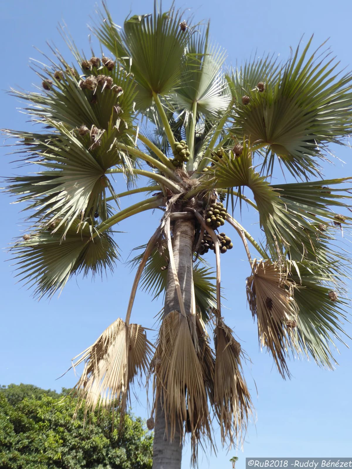 Botanical specimen of Borassus Akeassii.