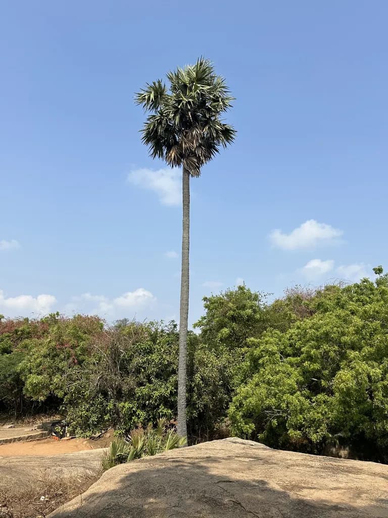 Botanical specimen of Borassus Flabellifer.