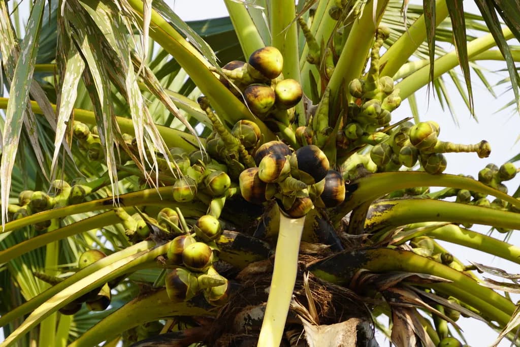 Botanical specimen of Borassus Flabellifer.