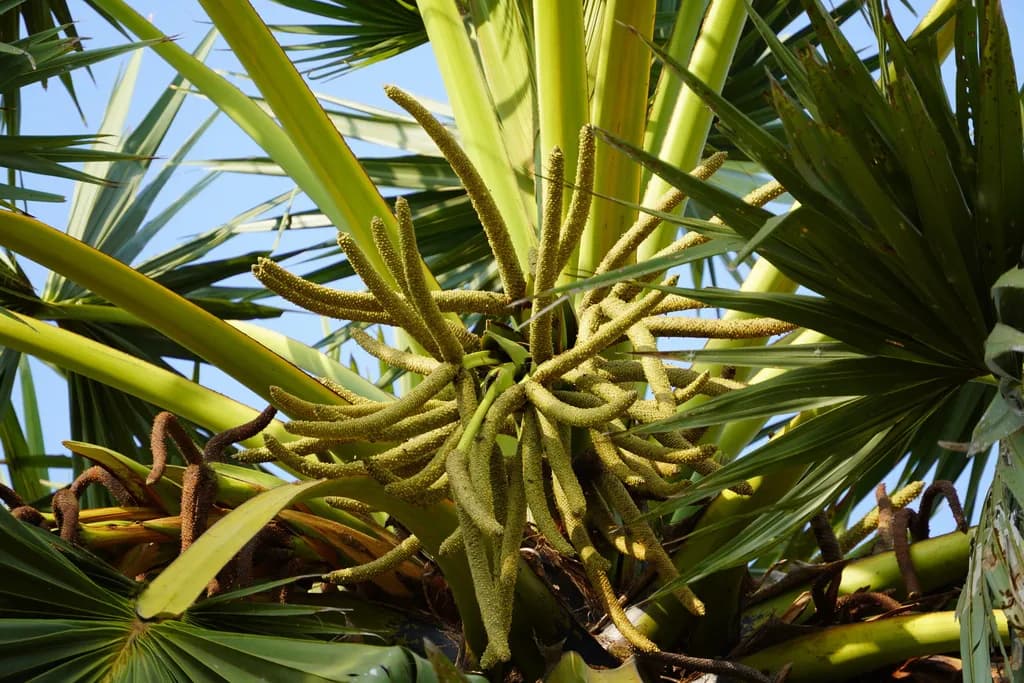 Botanical specimen of Borassus Flabellifer.