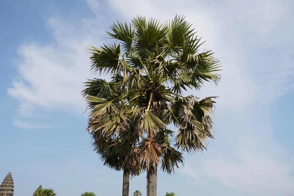 Botanical specimen of Borassus Flabellifer.