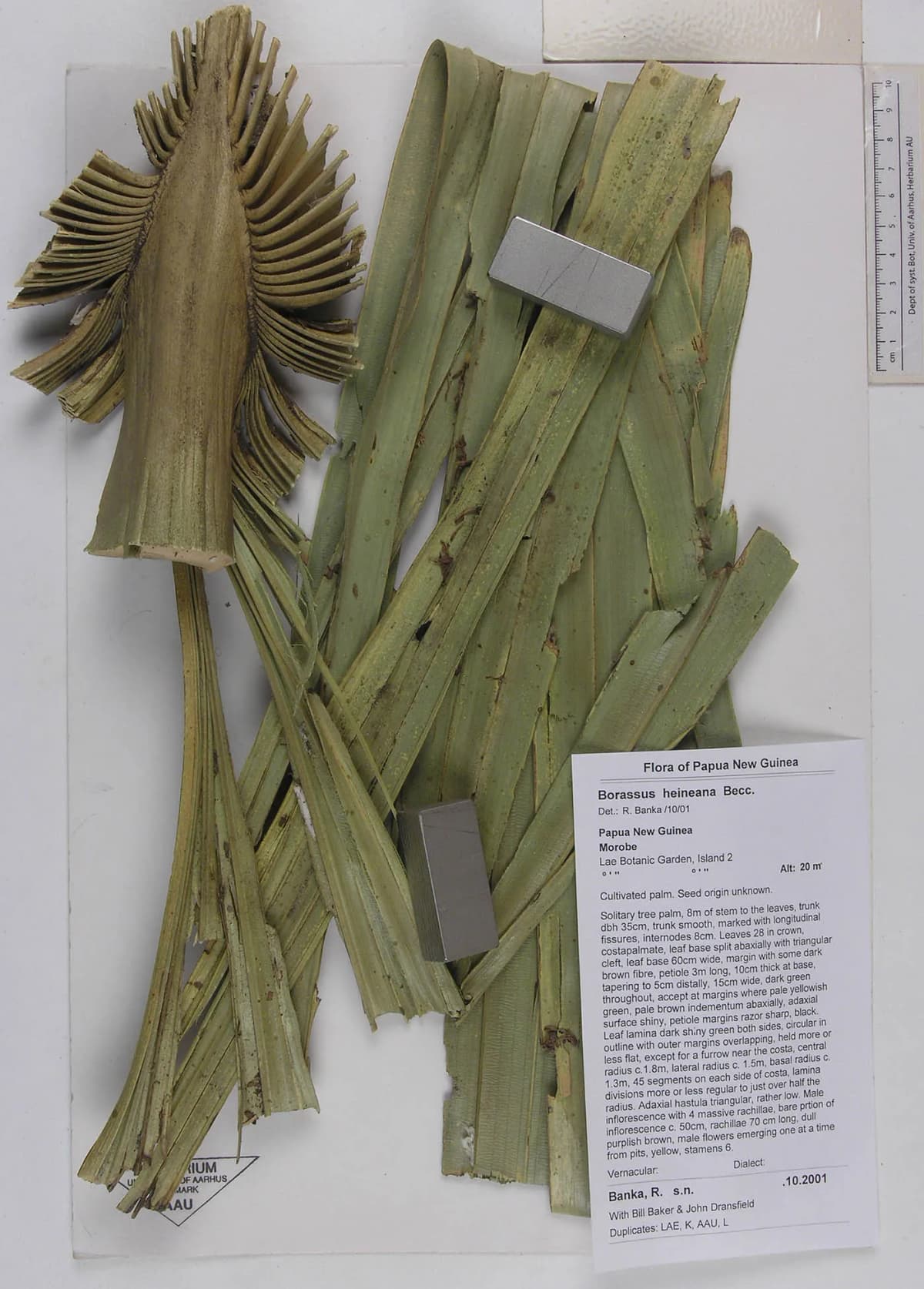 Botanical specimen of Borassus Heineanus.