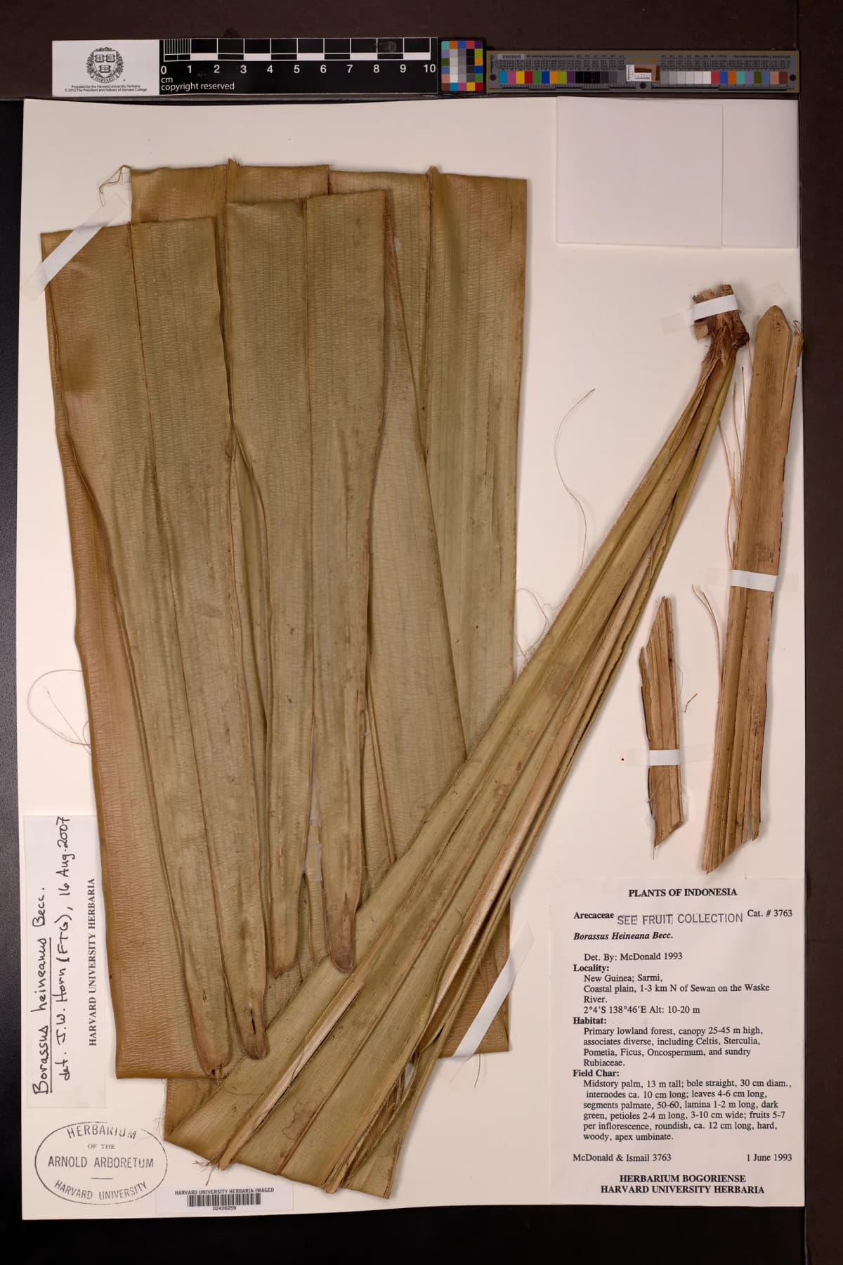 Botanical specimen of Borassus Heineanus.