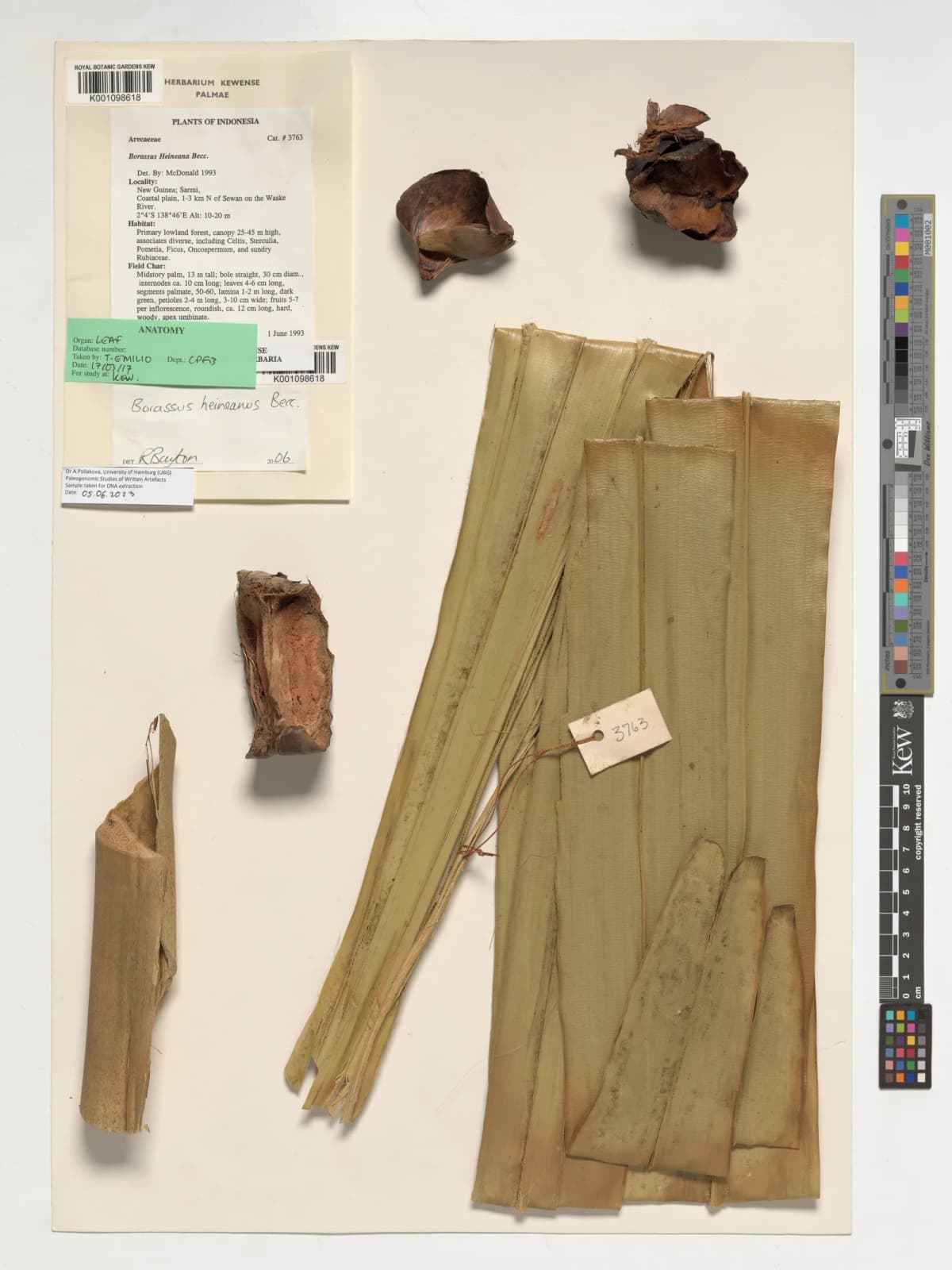 Botanical specimen of Borassus Heineanus.