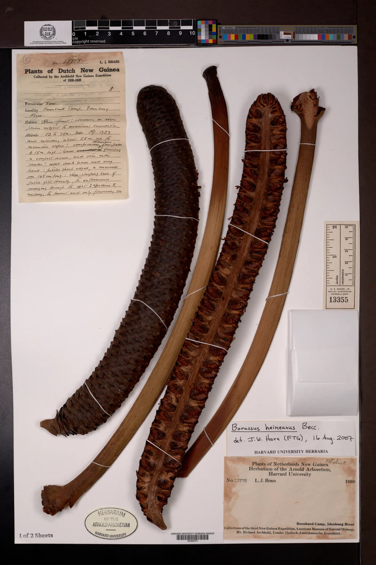 Botanical specimen of Borassus Heineanus.