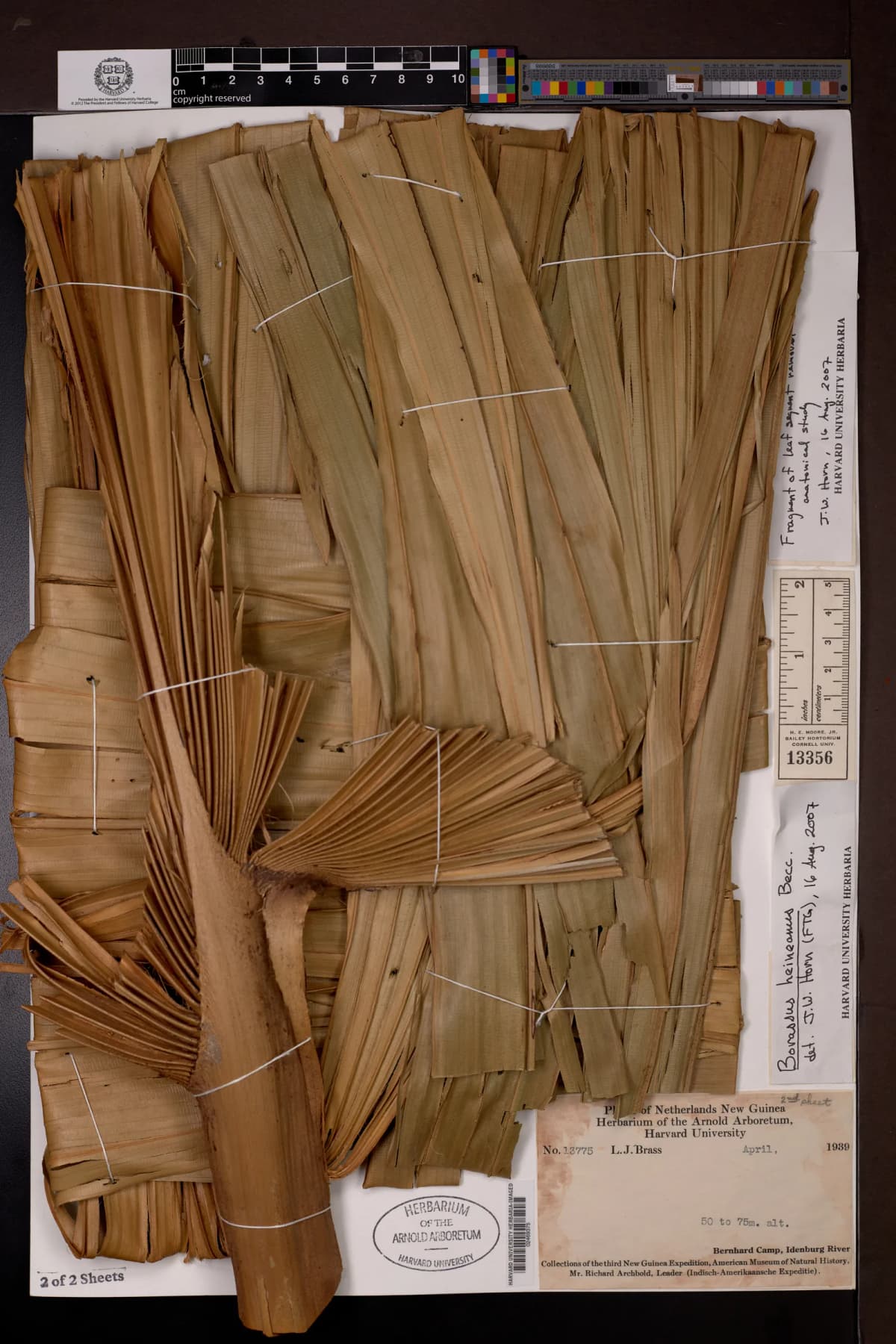 Botanical specimen of Borassus Heineanus.
