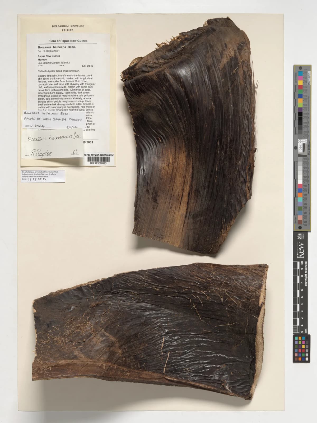 Botanical specimen of Borassus Heineanus.