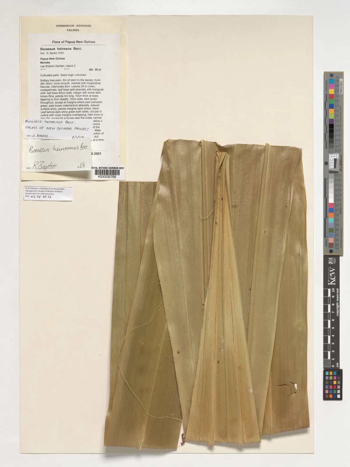Botanical specimen of Borassus Heineanus.